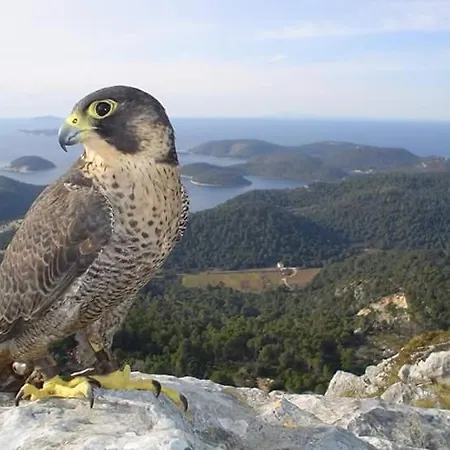 Dragovoda Bay アパート *