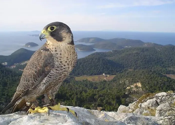 Dragovoda Bay Апартаменты *